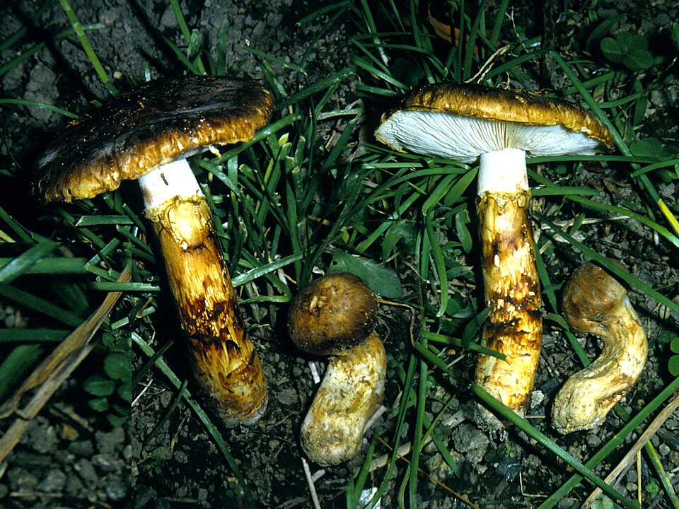 Tricholoma japonicum