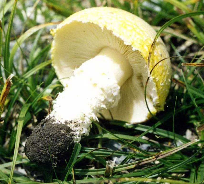 Tricholoma luteovirens