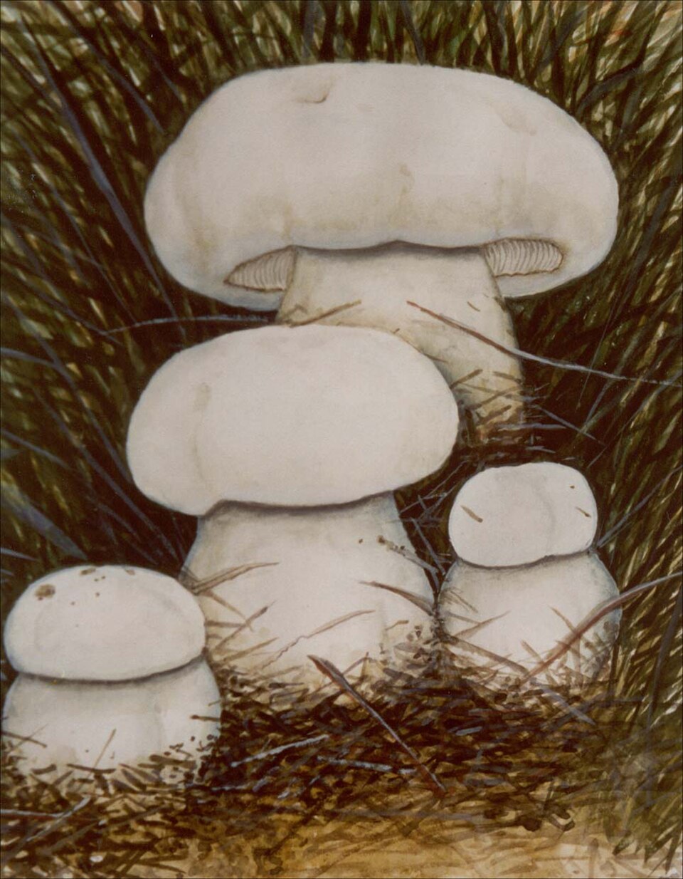 Tricholoma mongolicum
