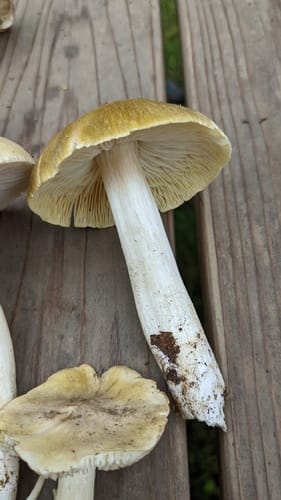 Tricholoma muscarium — photo