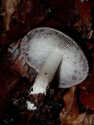 Tricholoma myomyces (Mousy tricholoma) — photo