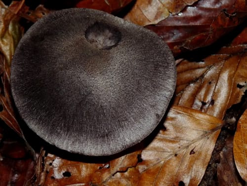 Tricholoma myomyces (Mousy tricholoma) — photo