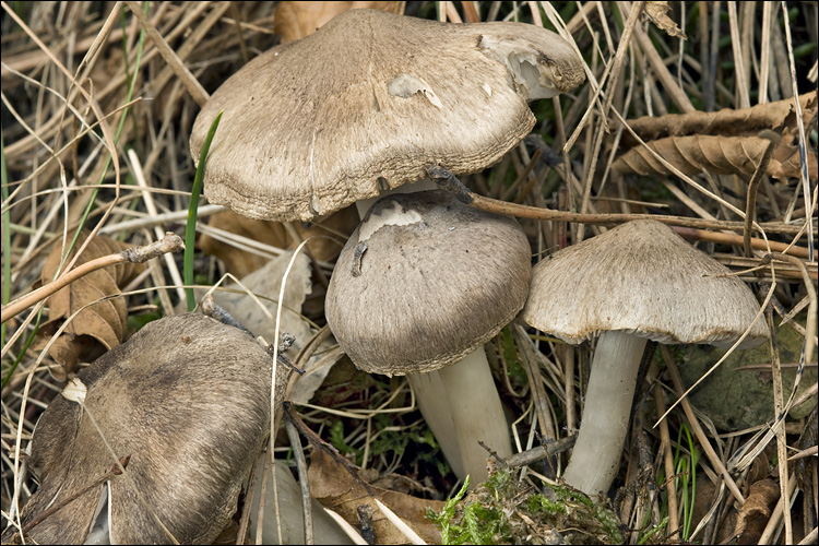 Tricholoma myomyces