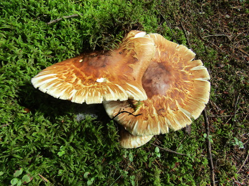 Tricholoma nauseosum — photo