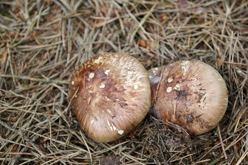 Tricholoma nauseosum — photo