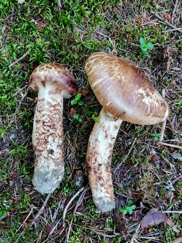 Tricholoma nauseosum