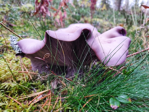Tricholoma nudum (Wood Blewits) — photo