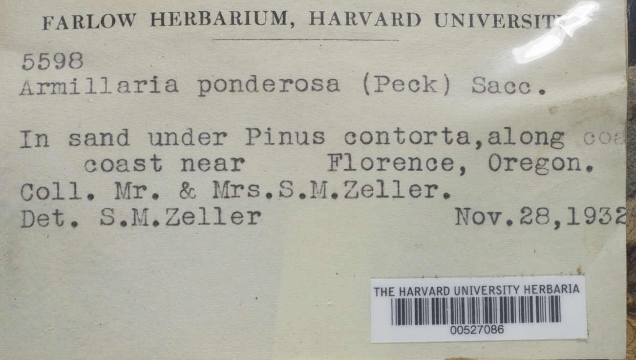 Tricholoma ponderosum