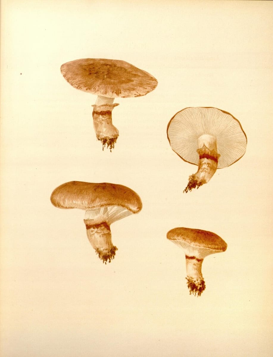 Tricholoma robustum — photo
