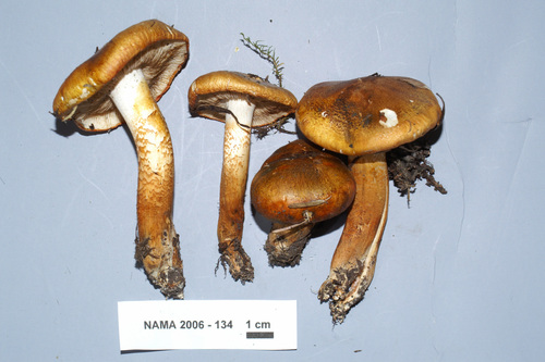 Tricholoma robustum