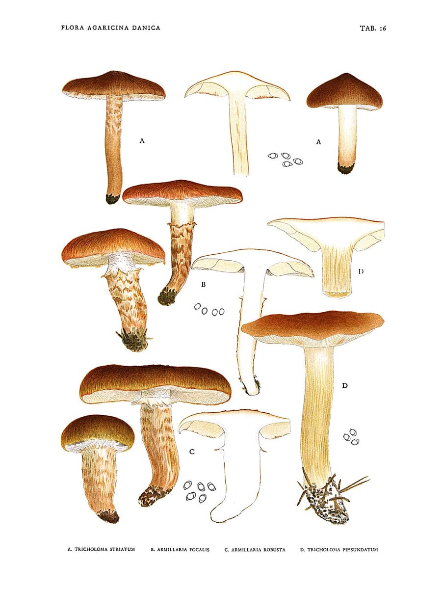 Tricholoma robustum — photo