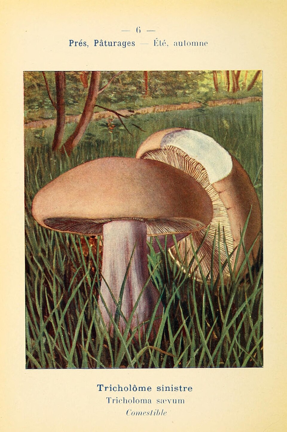 Tricholoma saevum