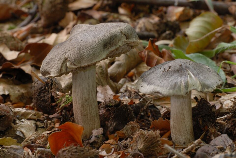Tricholoma spp. — photo