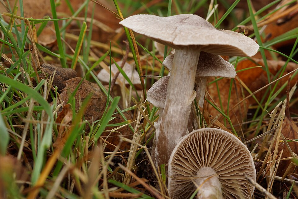 Tricholoma spp.