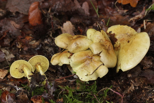 Tricholoma sulphureum (Sulphur knight) — photo