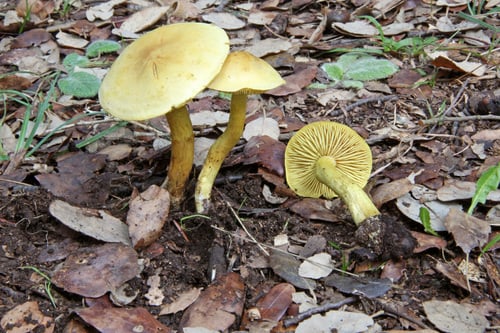 Tricholoma sulphureum