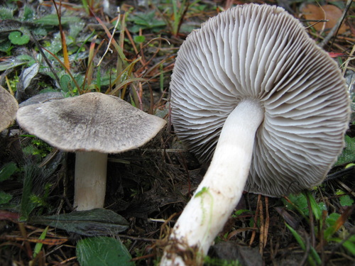 Tricholoma terreum (Morella) — photo
