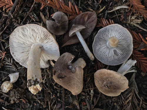 Tricholoma terreum (Morella) — photo