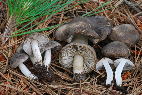 Tricholoma terreum
