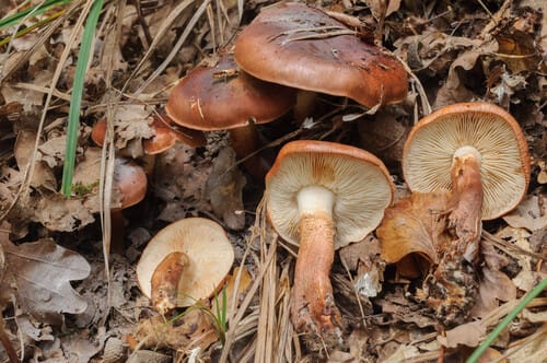 Tricholoma ustaloides — photo