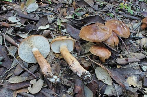 Tricholoma ustaloides