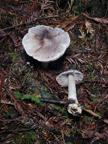 Tricholoma virgatum — photo