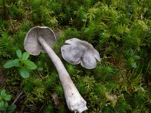 Tricholoma virgatum