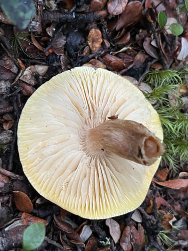 Tricholoma viridiolivaceum — photo