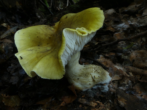 Tricholoma viridiolivaceum