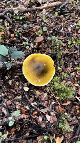 Tricholoma viridiolivaceum — photo