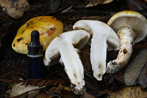 Tricholoma zelleri — photo