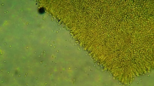 Tricholoma zelleri — photo