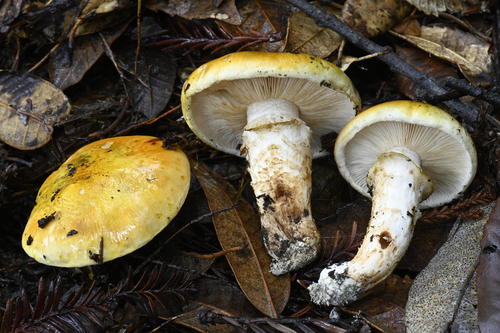 Tricholoma zelleri