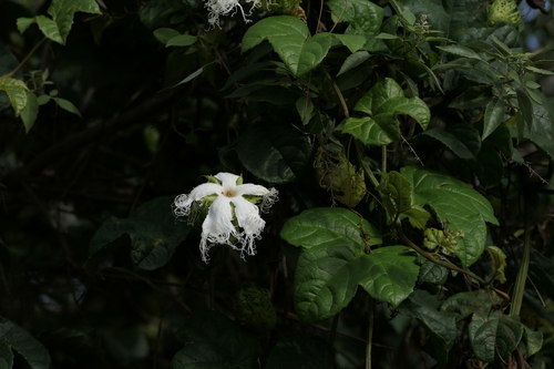 Trichosanthes bracteata