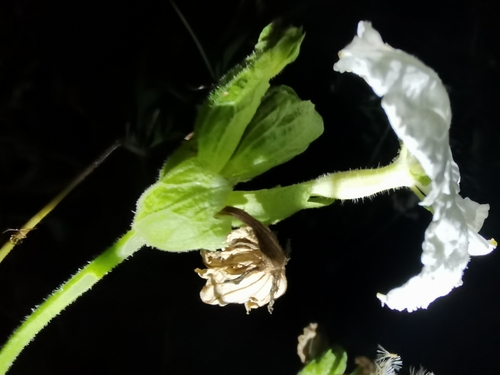 Trichosanthes costata (Ribbed orange gourd) — photo
