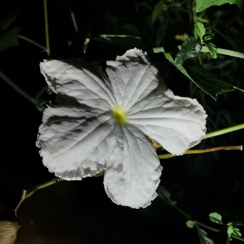 Trichosanthes costata