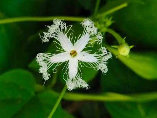 Trichosanthes cucumerina (Snake gourd) — photo