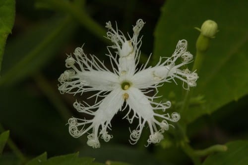 Trichosanthes cucumerina (Snake gourd) — photo