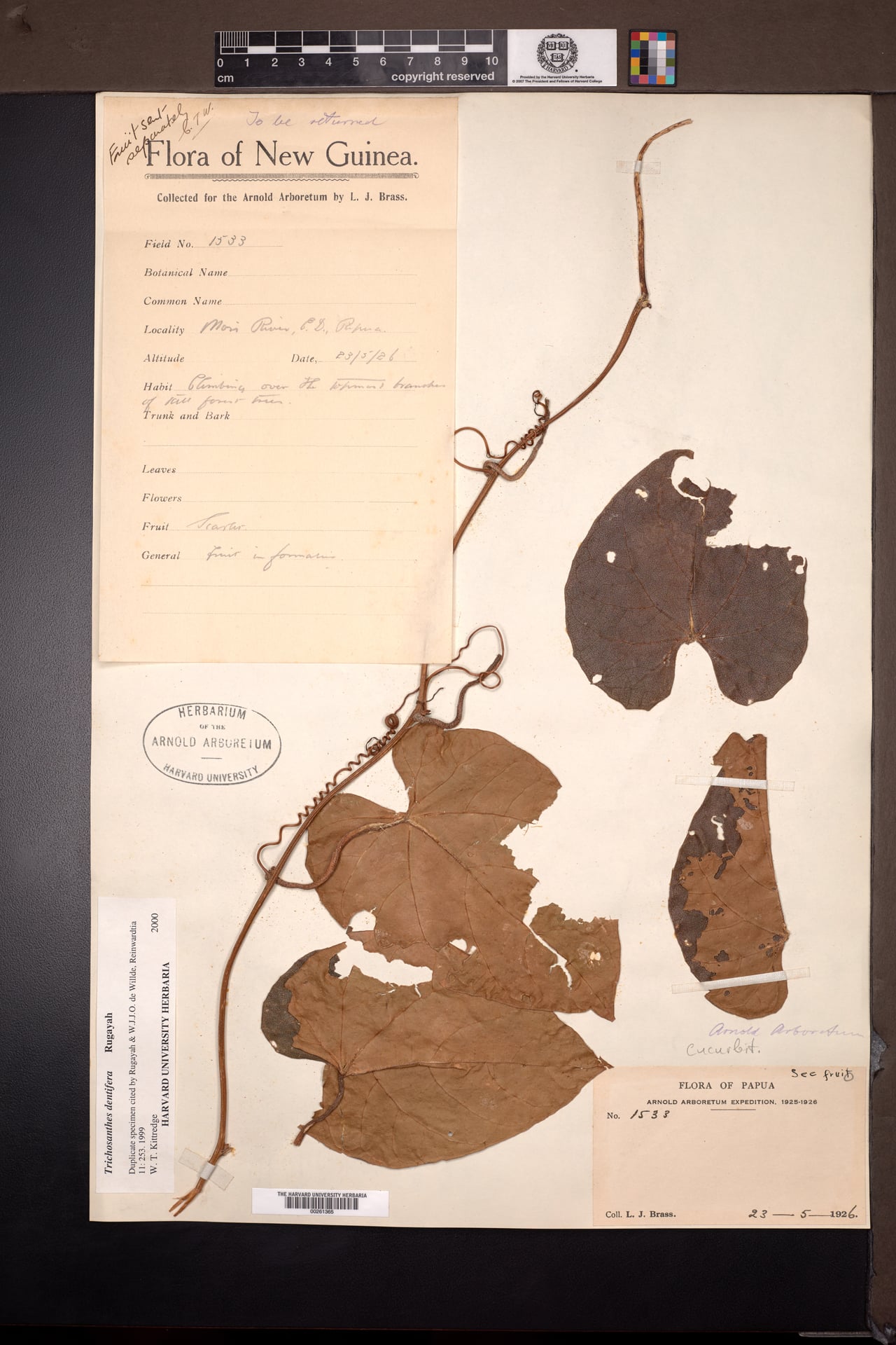 Trichosanthes dentifera — photo
