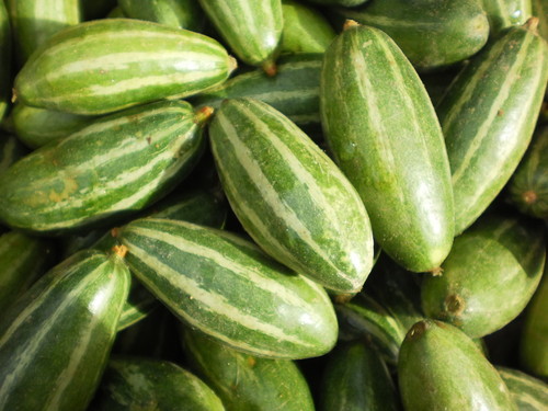 Trichosanthes dioica (Pointed gourd) — photo