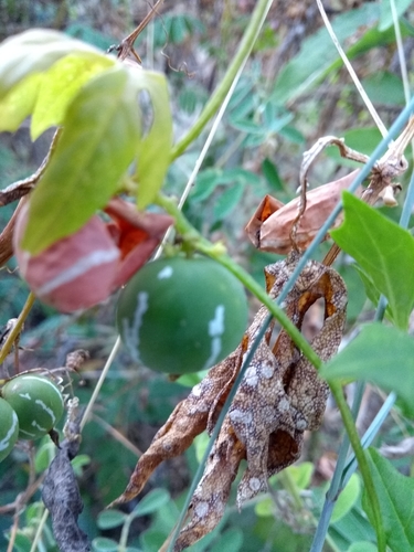 Trichosanthes dioica (Pointed gourd) — photo