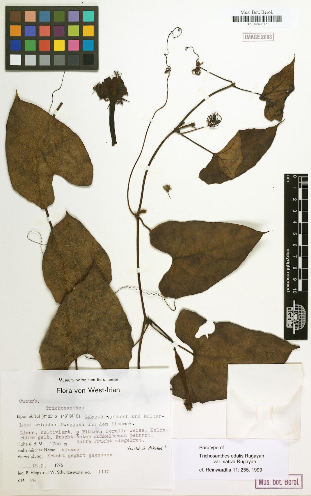 Trichosanthes edulis var. sativa — photo