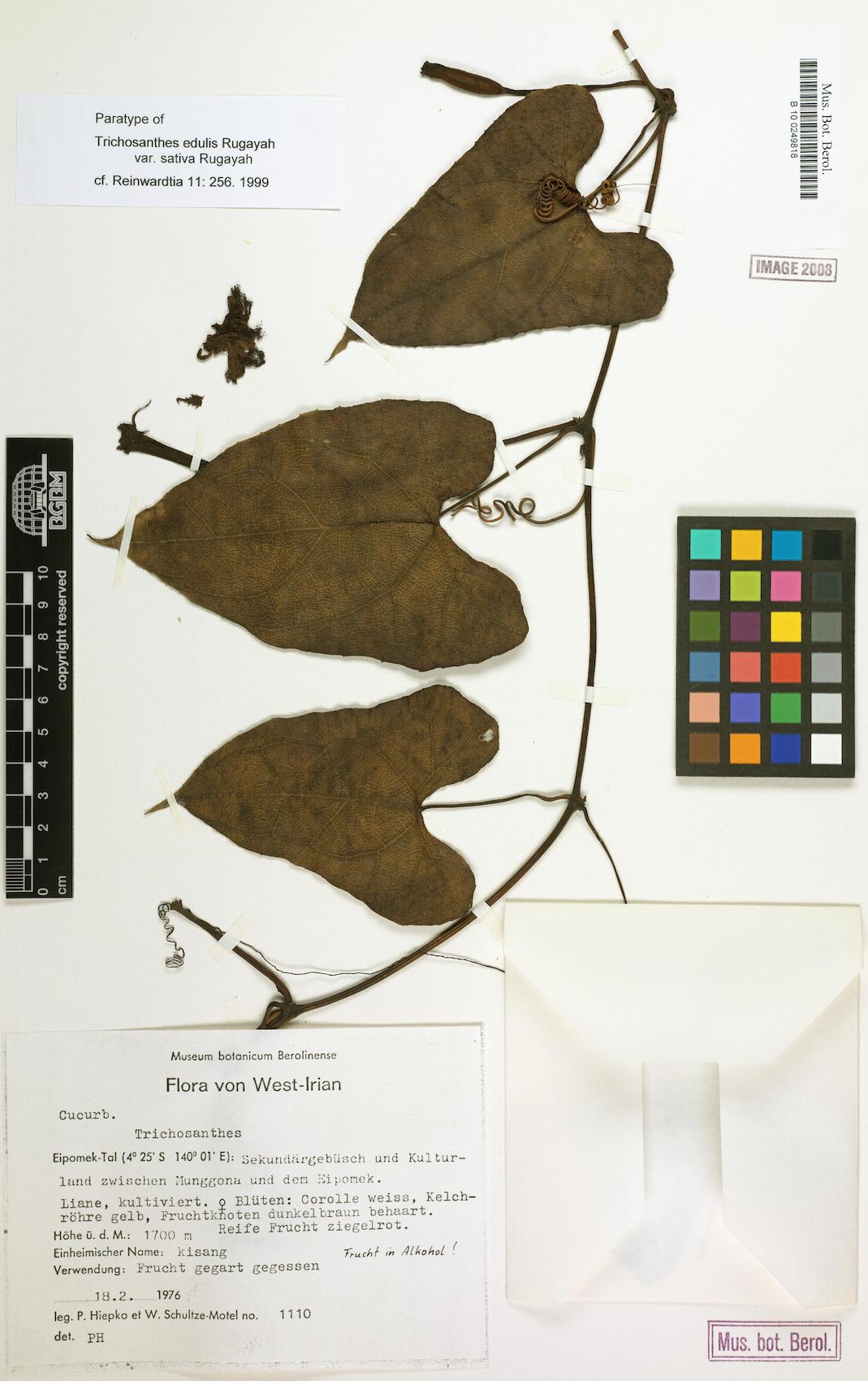 Trichosanthes edulis var. sativa — photo