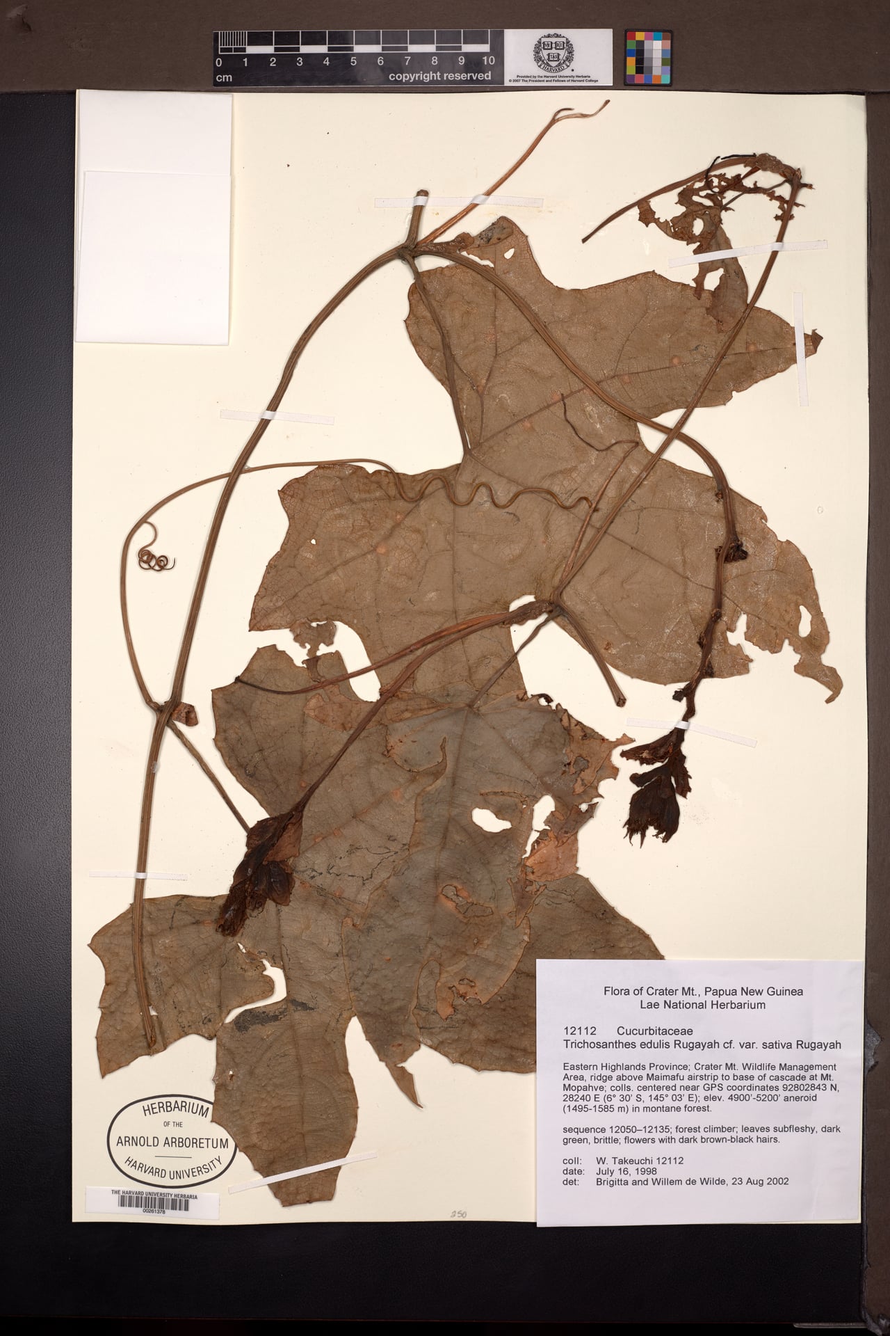 Trichosanthes edulis var. sativa