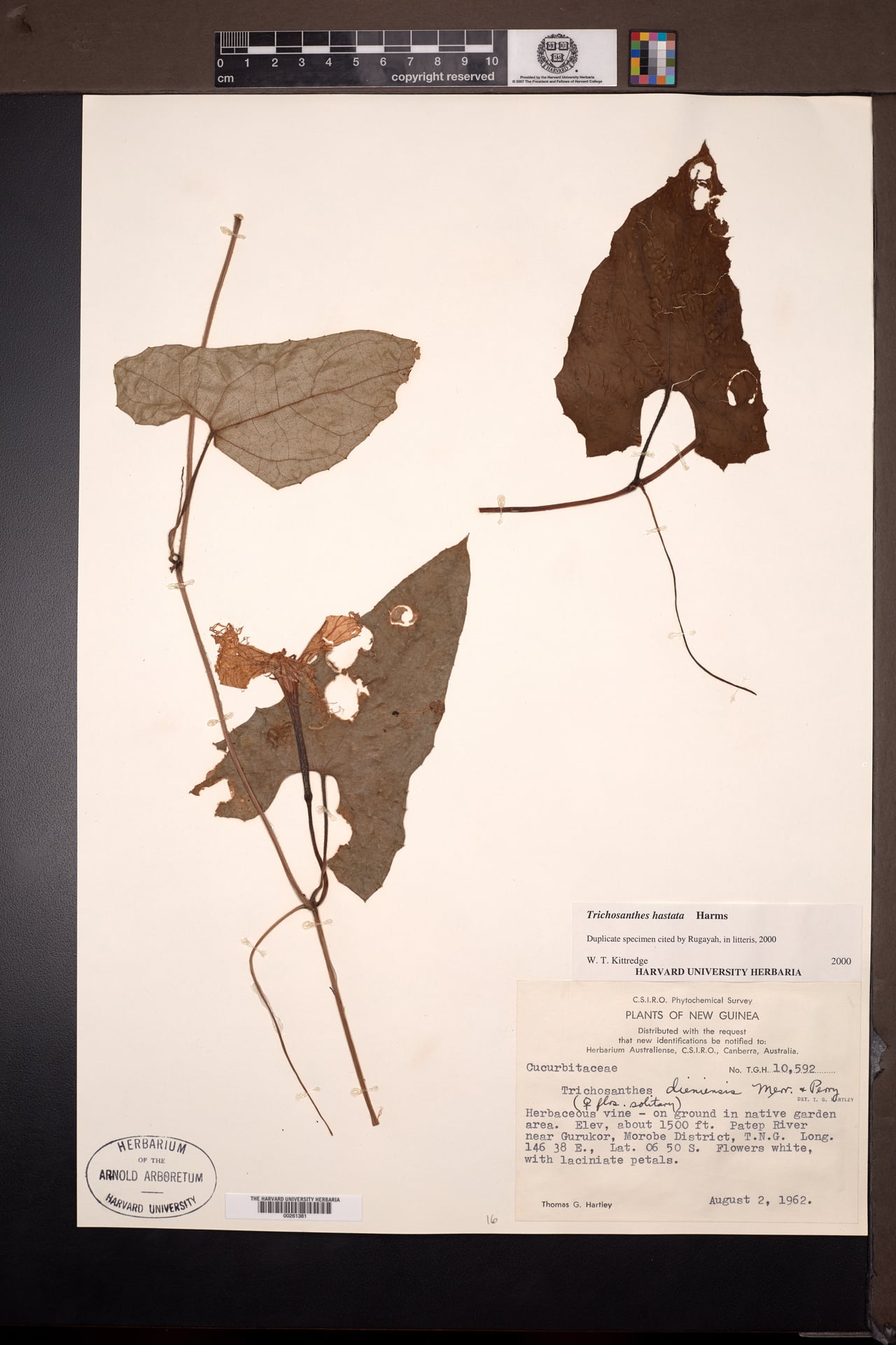 Trichosanthes hastata — photo