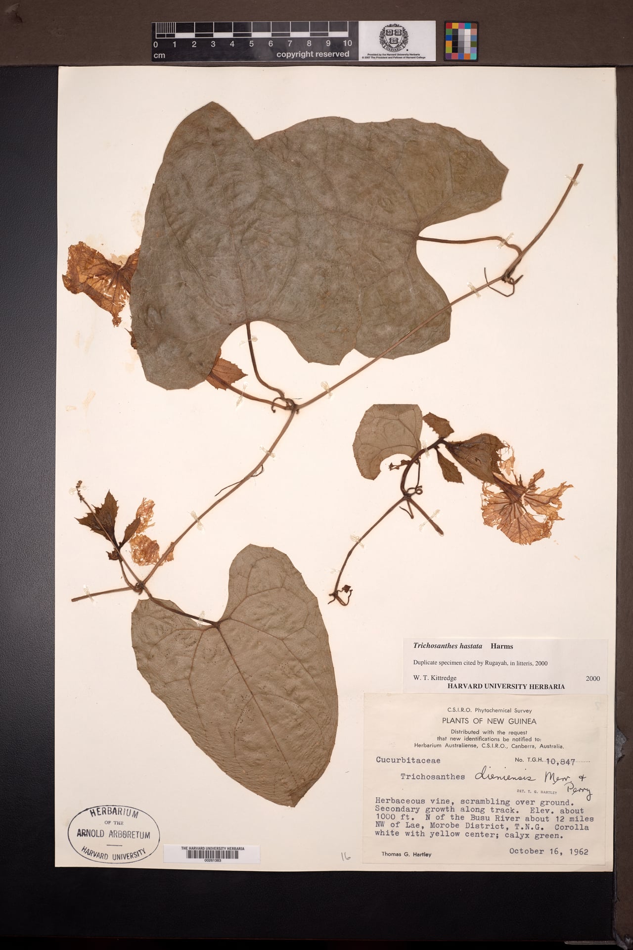Trichosanthes hastata — photo