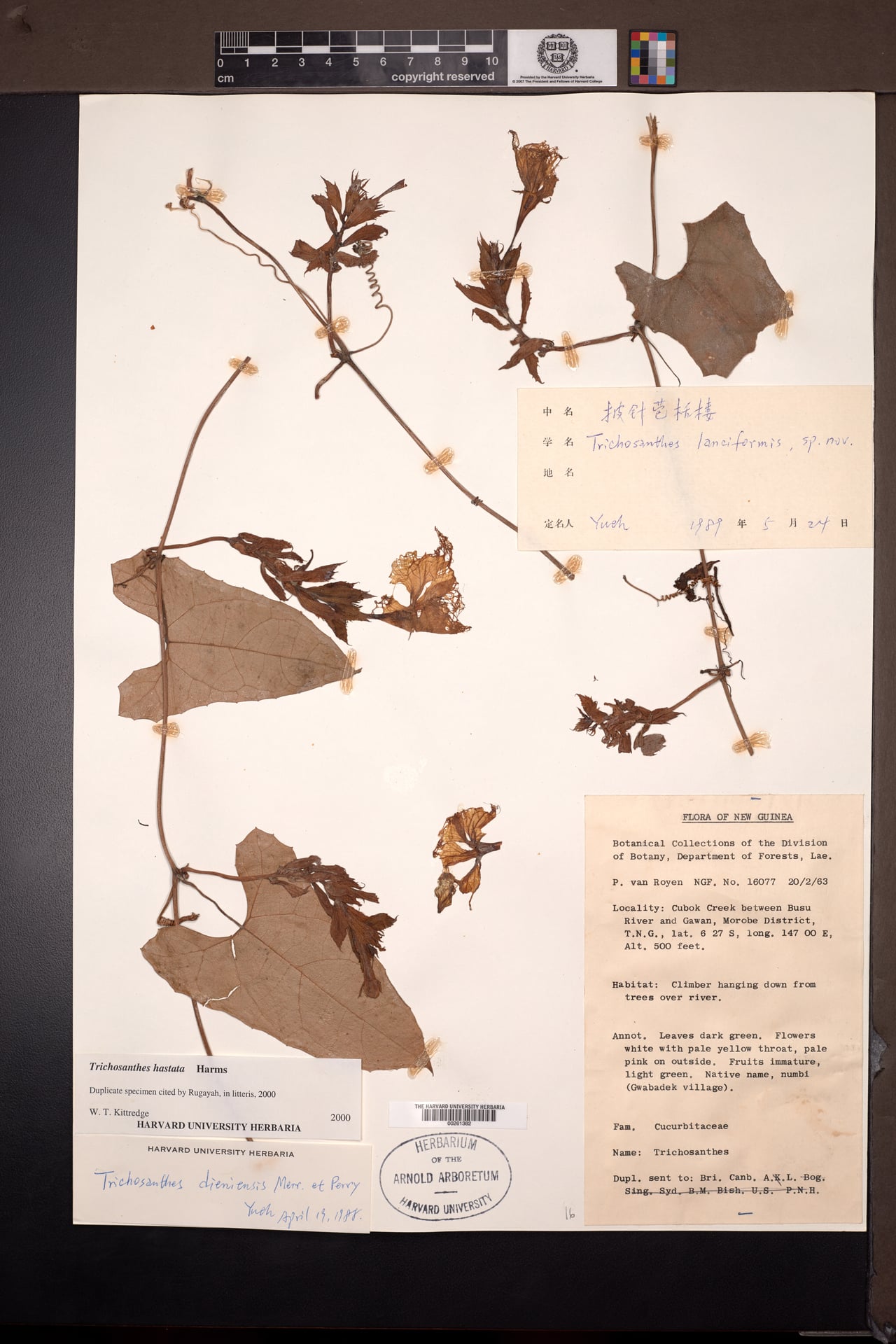 Trichosanthes hastata