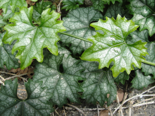 Trichosanthes japonica (Trichosanthes root) — photo
