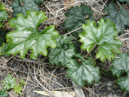 Trichosanthes japonica (Trichosanthes root) — photo