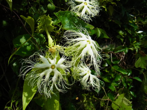 Trichosanthes japonica